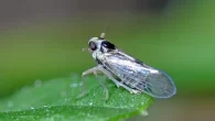 Um vírus que faz com que as vítimas que ele contamina criem asas. Este é o Rice stripe tenuivirus (algo como vírus […]